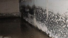 Mold Remediation Services