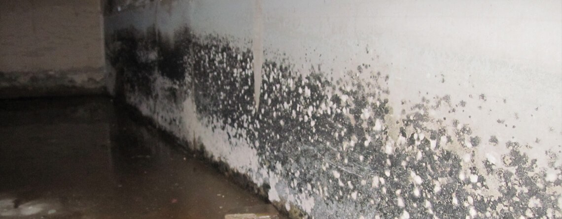 Basement & Crawl Space Mold Company | SouthernDry of Alabama Basement & Crawl Space Mold Company